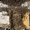 Карпатские плодные меченые пчеломатки (тип Вучковский) - <ro>Изображение</ro><ru>Изображение</ru> #2, <ru>Объявление</ru> #1684107