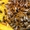 Пчеломатки карпатка. Бджоломатки карпатка - <ro>Изображение</ro><ru>Изображение</ru> #6, <ru>Объявление</ru> #1684986