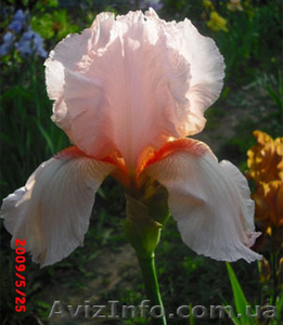 Ирисы бородатые- почтой