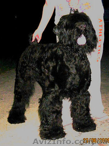 Очаровательные щенки русского черного терьера,  кобели для вязок