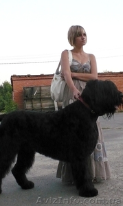 Щенки черного терьера,  кобели для вязок