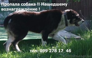 Пропала собака породы Алабай Ужгород - <ro>Изображение</ro><ru>Изображение</ru> #2, <ru>Объявление</ru> #659660