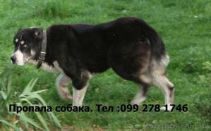 Пропала собака породы Алабай Ужгород - <ro>Изображение</ro><ru>Изображение</ru> #1, <ru>Объявление</ru> #659660