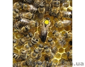 бджолиних маток карпатки - <ro>Изображение</ro><ru>Изображение</ru> #1, <ru>Объявление</ru> #842539