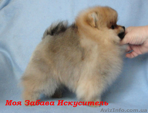 мальчик. померанского шпица. Документы КСУ, Днепропетровск