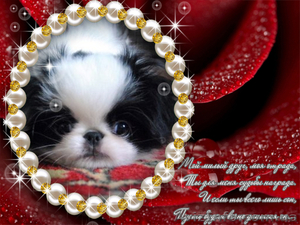 Японский хин (сайт и форум)                