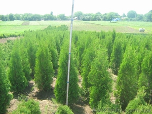 туї смарагд колумна