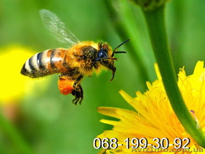 Пчелопакеты карпатской пчелы и пчелиные матки.Есть в наличии! Доставка - Изображение #1, Объявление #1242896