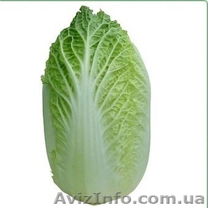 семена пекинской капусты KS 934 F1 фирмы Китано