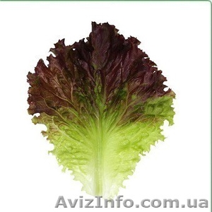 Семена салата KS 155 (Китано)