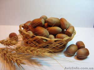 Продам саженцы фундука(орешника,лесного ореха,лещины) - разных сортов. - <ro>Изображение</ro><ru>Изображение</ru> #1, <ru>Объявление</ru> #1509005