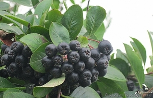 Продам годичные саженцы Аронии (черноплодной рябины).