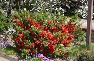 Продам саженцы айвы японской (хеномелеса).