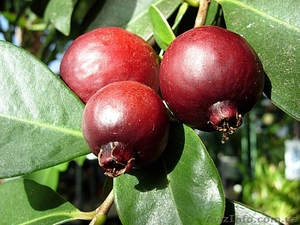 Саженцы гуавы земляничной и гуавы яблочной