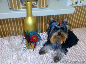 Йоркширский терьер.Шелковая мини-девочка ищет любящую семью