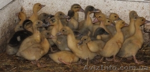 утята голубой фаворит ,  мулард