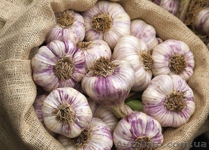 Продаю посадочный сортовой чеснок