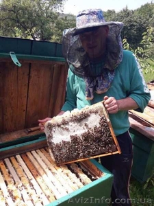 Продаж бджоломаток карпатки з відправкою по Україні - <ro>Изображение</ro><ru>Изображение</ru> #3, <ru>Объявление</ru> #1625037