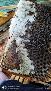 Продаються бджоломатки карпатка, Червеньово - <ro>Изображение</ro><ru>Изображение</ru> #1, <ru>Объявление</ru> #1683604