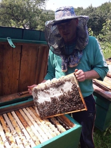 Продаются пчеломатки Карпатка. Бджоломатки - <ro>Изображение</ro><ru>Изображение</ru> #1, <ru>Объявление</ru> #1700621