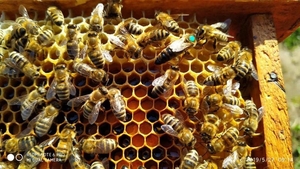 Продаются пчеломатки Карпатка. Бджоломатки - <ro>Изображение</ro><ru>Изображение</ru> #2, <ru>Объявление</ru> #1700621