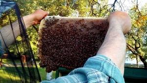 Продаются пчеломатки Карпатка. Бджоломатки - <ro>Изображение</ro><ru>Изображение</ru> #5, <ru>Объявление</ru> #1700621