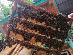 Продаются пчеломатки Карпатка. Бджоломатки - <ro>Изображение</ro><ru>Изображение</ru> #6, <ru>Объявление</ru> #1700621