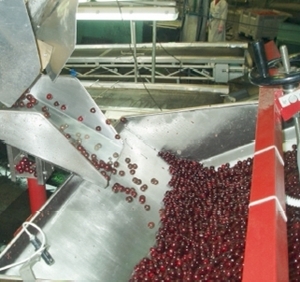 Машина для удаления косточек из вишни, сливы, абрикоса 1600 - 2600 кг/ч - <ro>Изображение</ro><ru>Изображение</ru> #3, <ru>Объявление</ru> #1135853