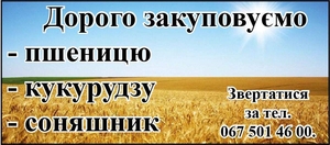 Дорого закуповуємо пшеницю, соняшник, кукурудзу - <ro>Изображение</ro><ru>Изображение</ru> #1, <ru>Объявление</ru> #1738925