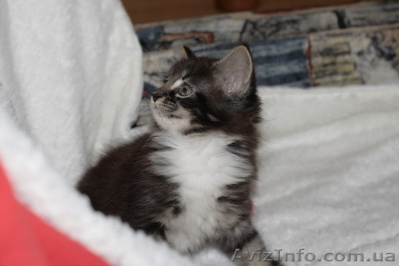 Котята  породы мейн  кун - <ro>Изображение</ro><ru>Изображение</ru> #2, <ru>Объявление</ru> #7310