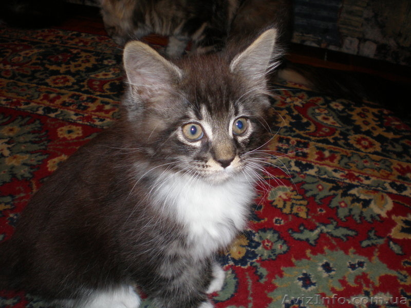 Котята  породы мейн  кун - <ro>Изображение</ro><ru>Изображение</ru> #3, <ru>Объявление</ru> #7310