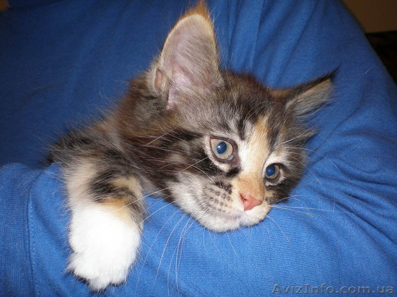 Котята  породы мейн  кун - <ro>Изображение</ro><ru>Изображение</ru> #1, <ru>Объявление</ru> #7310