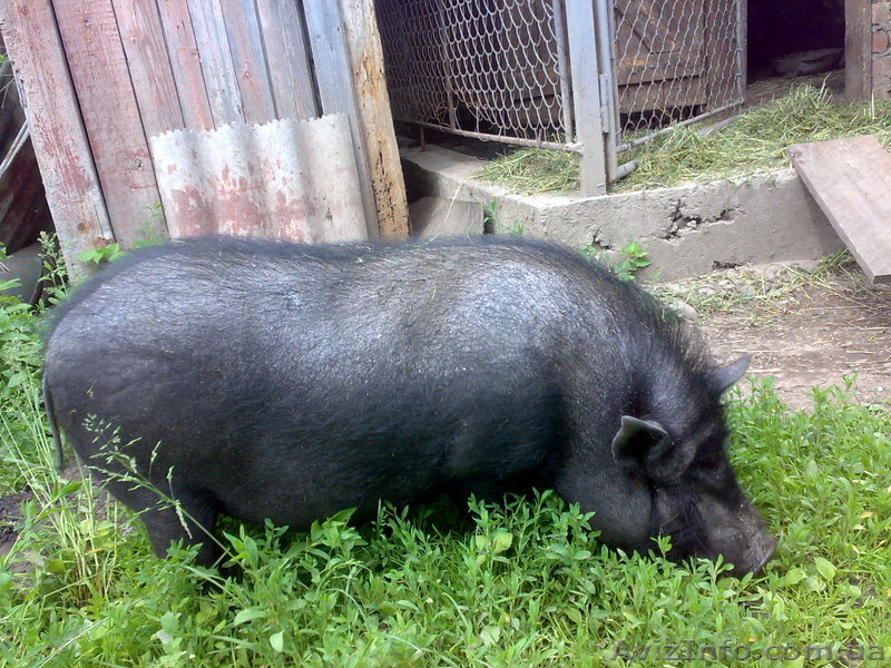 вєтнамські вислобрюхі поросята - <ro>Изображение</ro><ru>Изображение</ru> #1, <ru>Объявление</ru> #55989