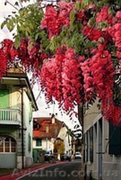 Глицыния-саженцы,под заказ,доставка по области. - <ro>Изображение</ro><ru>Изображение</ru> #1, <ru>Объявление</ru> #144703