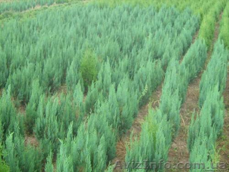 самшит, кипарисовик лавсона, ялівець, туя - <ro>Изображение</ro><ru>Изображение</ru> #2, <ru>Объявление</ru> #198275