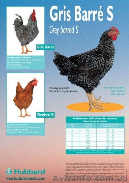 Утка Каченята Мулард Курчата Редбро, Мастер Гриз, Гриз Бар, Испанка - <ro>Изображение</ro><ru>Изображение</ru> #2, <ru>Объявление</ru> #185525