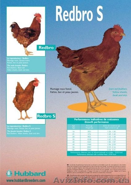 Утка Каченята Мулард Курчата Редбро, Мастер Гриз, Гриз Бар, Испанка - <ro>Изображение</ro><ru>Изображение</ru> #3, <ru>Объявление</ru> #185525