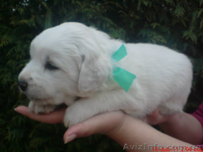 Продам щенков Словацкого чувача - <ro>Изображение</ro><ru>Изображение</ru> #1, <ru>Объявление</ru> #238981