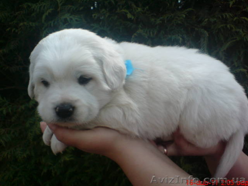 Продам щенков Словацкого чувача - <ro>Изображение</ro><ru>Изображение</ru> #2, <ru>Объявление</ru> #238981