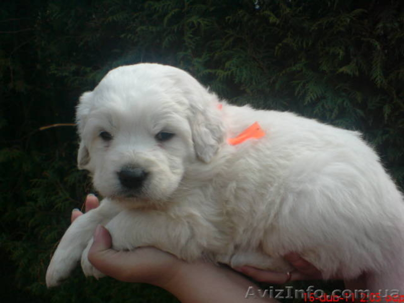 Продам щенков Словацкого чувача - <ro>Изображение</ro><ru>Изображение</ru> #3, <ru>Объявление</ru> #238981