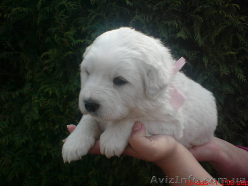 Продам щенков Словацкого чувача - <ro>Изображение</ro><ru>Изображение</ru> #4, <ru>Объявление</ru> #238981