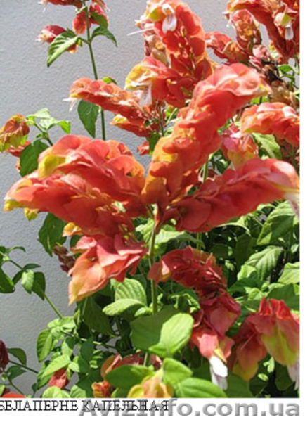 саженцы- комнатных растений - <ro>Изображение</ro><ru>Изображение</ru> #3, <ru>Объявление</ru> #280329