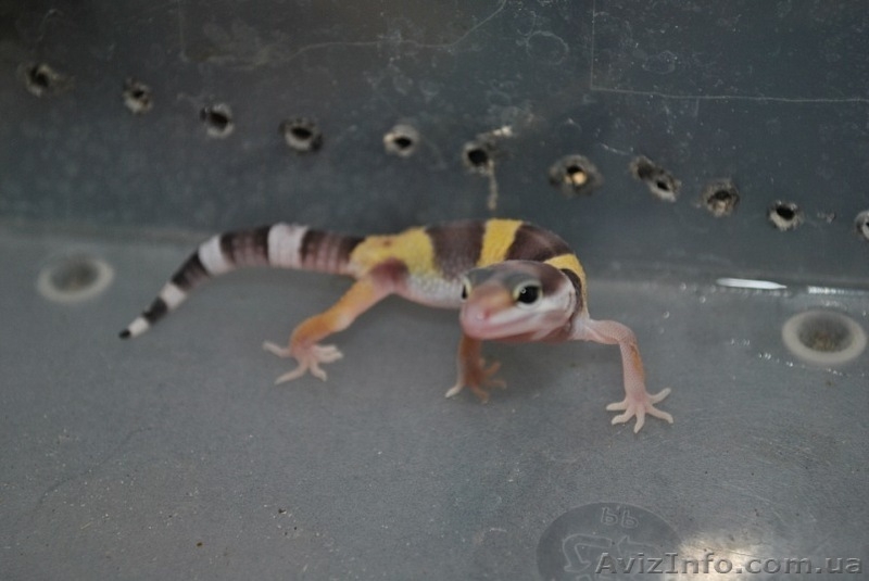 Продам выводок эублефар - <ro>Изображение</ro><ru>Изображение</ru> #1, <ru>Объявление</ru> #292450