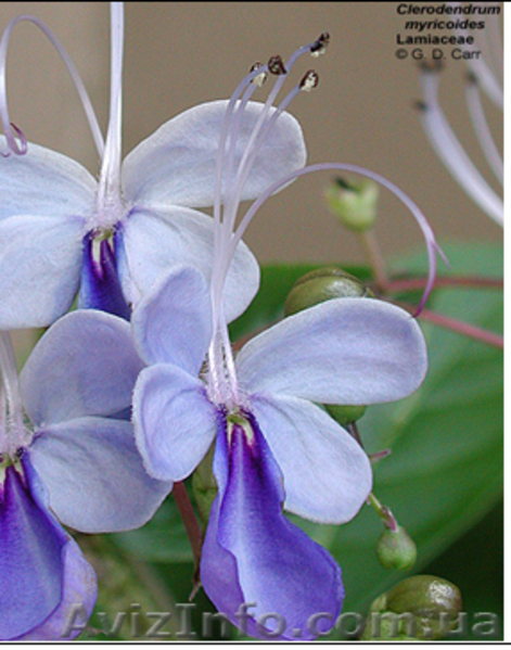 саженцы- комнатных растений - <ro>Изображение</ro><ru>Изображение</ru> #2, <ru>Объявление</ru> #280329