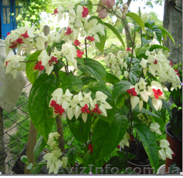 комнатные растения почтой - <ro>Изображение</ro><ru>Изображение</ru> #2, <ru>Объявление</ru> #280343