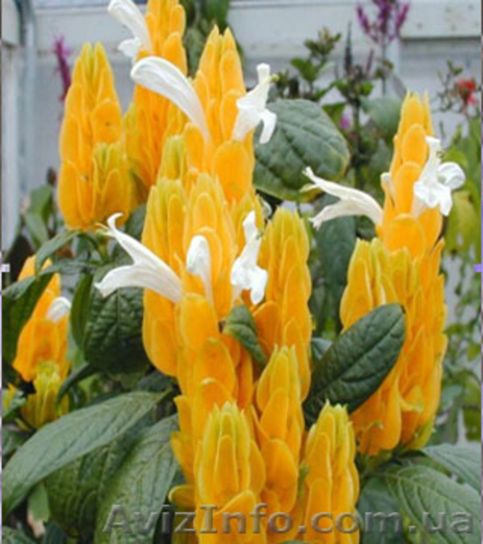 комнатные растения почтой - <ro>Изображение</ro><ru>Изображение</ru> #3, <ru>Объявление</ru> #280343