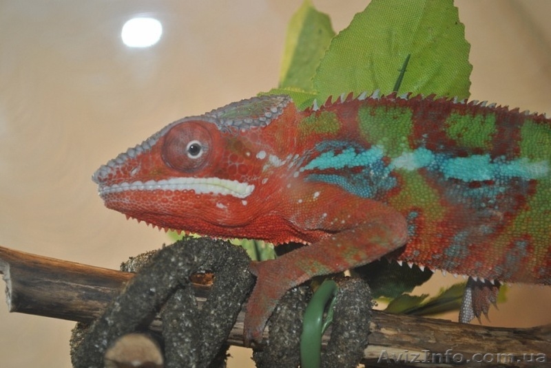 Продам выводок эублефар - <ro>Изображение</ro><ru>Изображение</ru> #2, <ru>Объявление</ru> #292450