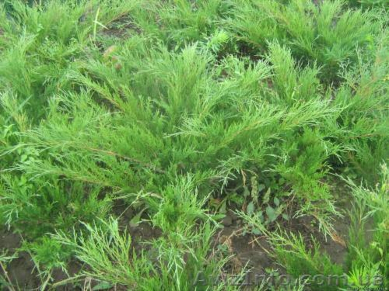 самшит, кипарисовик лавсона, ялівець, туя - <ro>Изображение</ro><ru>Изображение</ru> #6, <ru>Объявление</ru> #198275