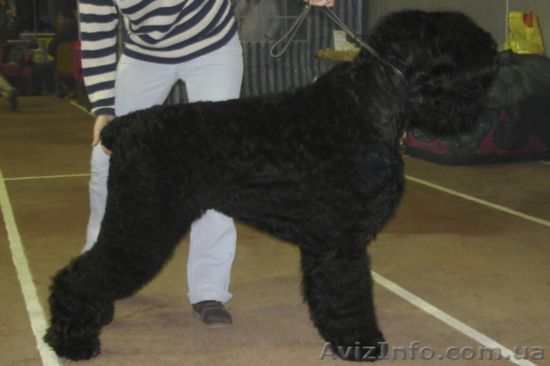 русский черный терьер, щенки. Кобели для вязки - <ro>Изображение</ro><ru>Изображение</ru> #2, <ru>Объявление</ru> #394076