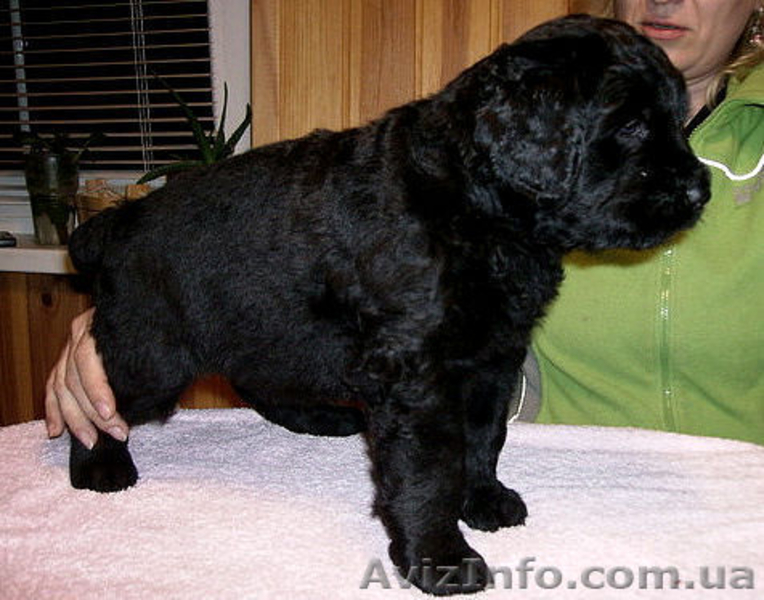 русский черный терьер, щенки. Кобели для вязки - <ro>Изображение</ro><ru>Изображение</ru> #3, <ru>Объявление</ru> #394076